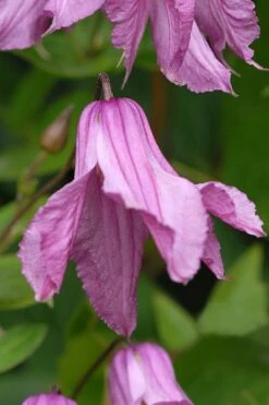 Alionushka Clematis - 1 Gallon Pot -Wilson Bros Gardens Shop clematis alionushka 5