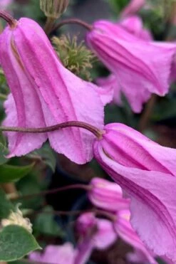 Alionushka Clematis - 1 Gallon Pot -Wilson Bros Gardens Shop clematis alionushka 500x750 1