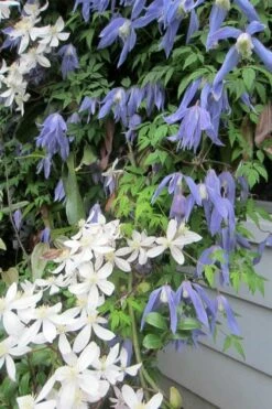 Blue Dancer Clematis - 1 Gallon Pot -Wilson Bros Gardens Shop clematis alpina blue dancer 5