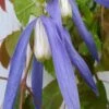 Blue Dancer Clematis - 1 Gallon Pot