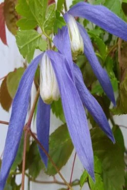 Blue Dancer Clematis - 1 Gallon Pot