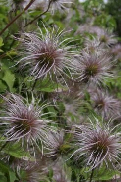 Blue Dancer Clematis - 1 Gallon Pot -Wilson Bros Gardens Shop clematis alpina blue dancer 8