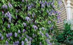 Blue Dancer Clematis - 1 Gallon Pot -Wilson Bros Gardens Shop clematis alpina blue dancer 9
