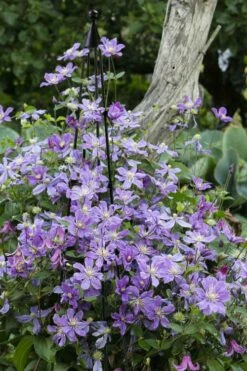 Arabella Clematis - 1 Gallon Pot -Wilson Bros Gardens Shop clematis arabella 10