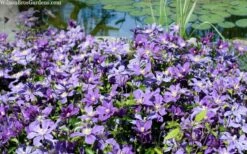 Arabella Clematis - 1 Gallon Pot -Wilson Bros Gardens Shop clematis arabella 12