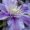 Arabella Clematis - 1 Gallon Pot
