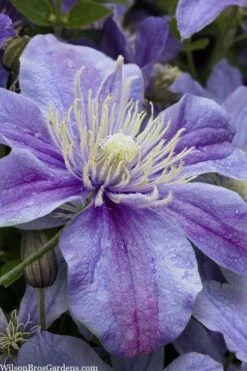 Arabella Clematis - 1 Gallon Pot