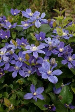 Arabella Clematis - 1 Gallon Pot -Wilson Bros Gardens Shop clematis arabella 3