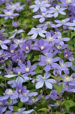 Arabella Clematis - 1 Gallon Pot -Wilson Bros Gardens Shop clematis arabella 5