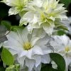 Arctic Queen Clematis - 1 Gallon Pot