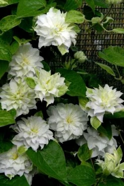 Arctic Queen Clematis - 1 Gallon Pot -Wilson Bros Gardens Shop clematis arctic queen 12