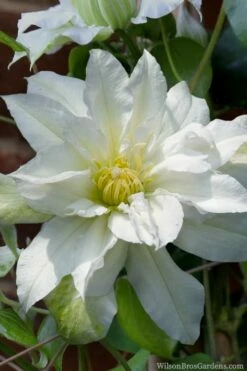 Arctic Queen Clematis - 1 Gallon Pot -Wilson Bros Gardens Shop clematis arctic queen 8
