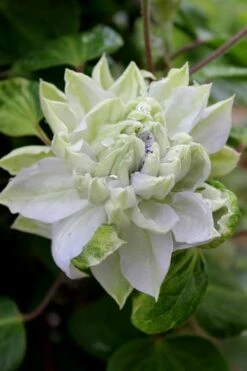 Arctic Queen Clematis - 1 Gallon Pot -Wilson Bros Gardens Shop clematis arctic queen 9