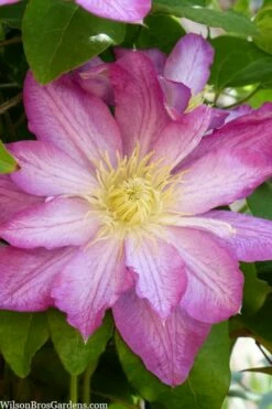 Asao Clematis - 1 Gallon Pot 10 Asao Clematis - 1 Gallon Pot -Wilson Bros Gardens Shop clematis asao 10