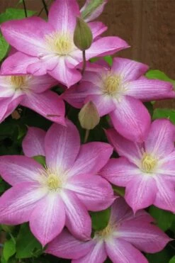 Asao Clematis - 1 Gallon Pot 12 Asao Clematis - 1 Gallon Pot -Wilson Bros Gardens Shop clematis asao 7