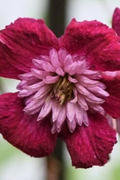 Avant-Garde Clematis - 1 Gallon Pot -Wilson Bros Gardens Shop clematis avant garde 4