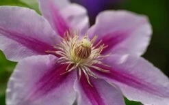 Bees Jubilee Clematis - 1 Gallon Pot -Wilson Bros Gardens Shop clematis bees jubilee 10