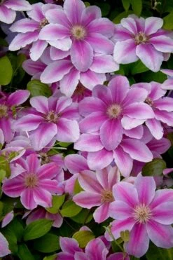 Bees Jubilee Clematis - 1 Gallon Pot -Wilson Bros Gardens Shop clematis bees jubilee 13