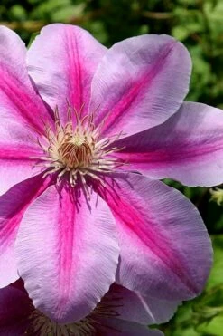Bees Jubilee Clematis - 1 Gallon Pot