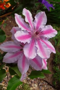 Bees Jubilee Clematis - 1 Gallon Pot -Wilson Bros Gardens Shop clematis bees jubilee 5