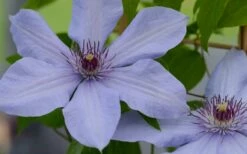 Bernadine Clematis - 1 Gallon Pot -Wilson Bros Gardens Shop clematis bernadine 1