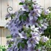 Bernadine Clematis - 1 Gallon Pot