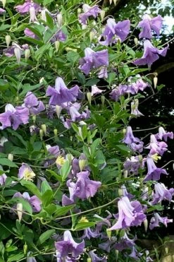 Betty Corning Clematis - 1 Gallon Pot -Wilson Bros Gardens Shop clematis betty corning 2