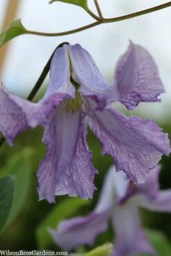 Betty Corning Clematis - 1 Gallon Pot -Wilson Bros Gardens Shop clematis betty corning 3