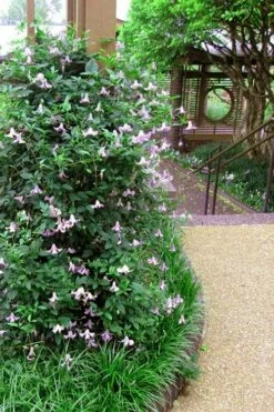 Betty Corning Clematis - 1 Gallon Pot -Wilson Bros Gardens Shop clematis betty corning 6