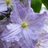 Blue Angel Clematis - 1 Gallon Pot