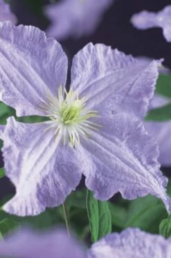 Blue Angel Clematis - 1 Gallon Pot -Wilson Bros Gardens Shop clematis blue angel 2