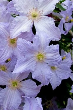 Blue Angel Clematis - 1 Gallon Pot -Wilson Bros Gardens Shop clematis blue angel 6
