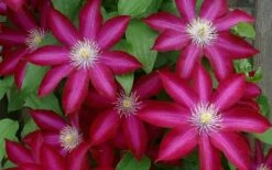 Bourbon Clematis - 1 Gallon Pot -Wilson Bros Gardens Shop clematis bourbon 4