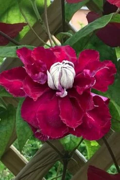 Charmaine Clematis - 1 Gallon Pot -Wilson Bros Gardens Shop clematis charmaine 1