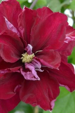 Charmaine Clematis - 1 Gallon Pot -Wilson Bros Gardens Shop clematis charmaine 2