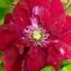 Charmaine Clematis - 1 Gallon Pot
