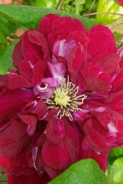 Charmaine Clematis - 1 Gallon Pot -Wilson Bros Gardens Shop clematis charmaine 500x750 1