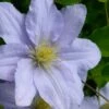 Chelsea Clematis - 1 Gallon Pot