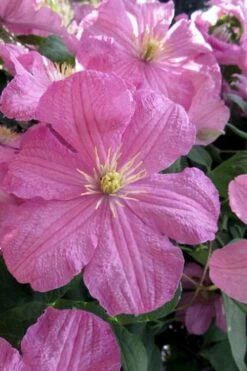 Comtesse De Bouchaud Clematis - 1 Gallon Pot