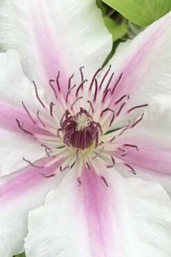 Corinne Clematis - 1 Gallon Pot 11 Corinne Clematis - 1 Gallon Pot -Wilson Bros Gardens Shop clematis corinne 15