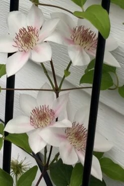 Corinne Clematis - 1 Gallon Pot 14 Corinne Clematis - 1 Gallon Pot -Wilson Bros Gardens Shop clematis corinne 17