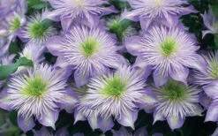 Crystal Fountain Clematis - 1 Gallon Pot -Wilson Bros Gardens Shop clematis crystal fountain 2