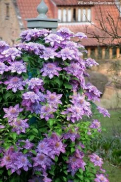 Crystal Fountain Clematis - 1 Gallon Pot -Wilson Bros Gardens Shop clematis crystal fountain 3