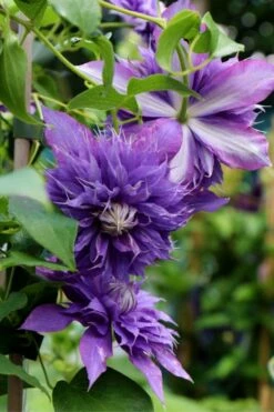 Diamantina Clematis - 1 Gallon Pot -Wilson Bros Gardens Shop clematis diamantina 1