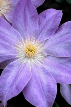 Diana's Delight Clematis - 1 Gallon Pot -Wilson Bros Gardens Shop clematis dianas delight 1