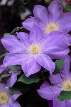 Diana's Delight Clematis - 1 Gallon Pot -Wilson Bros Gardens Shop clematis dianas delight 2