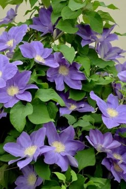 Diana's Delight Clematis - 1 Gallon Pot -Wilson Bros Gardens Shop clematis dianas delight 3