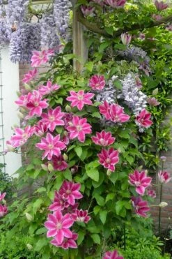 Dr. Ruppel Clematis - 1 Gallon Pot -Wilson Bros Gardens Shop clematis dr ruppel 12