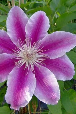 Dr. Ruppel Clematis - 1 Gallon Pot -Wilson Bros Gardens Shop clematis dr ruppel 2