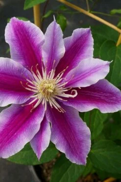 Dr. Ruppel Clematis - 1 Gallon Pot -Wilson Bros Gardens Shop clematis dr ruppel 7